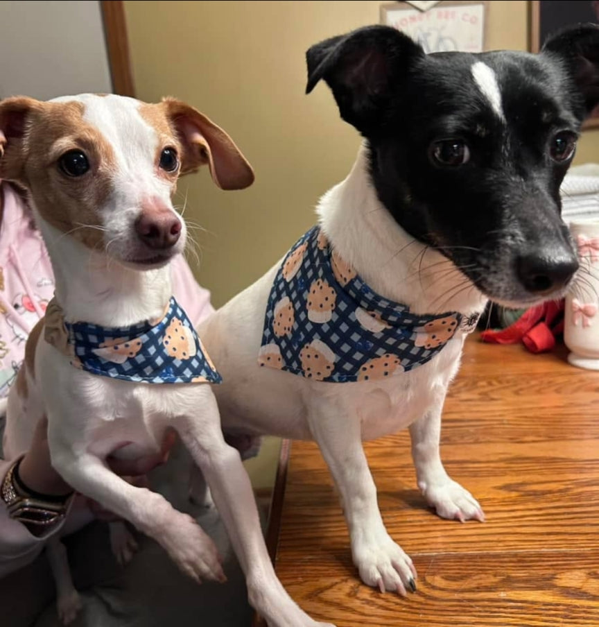 Cute as a Muffin /bones Scrunchie Bandana-reversible