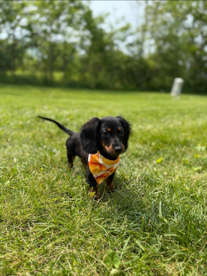 Chicken Nuggets Scrunchie Pet Bandana