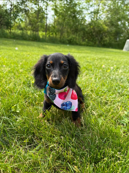 Mixed Fruit Scrunchie Pet Bandana