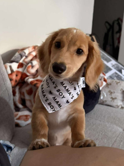 Mama's Boy Scrunchie bandana