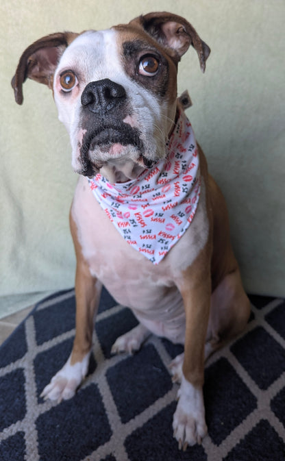 25¢ Kisses Valentine's Day Scrunchie Pet Bandana