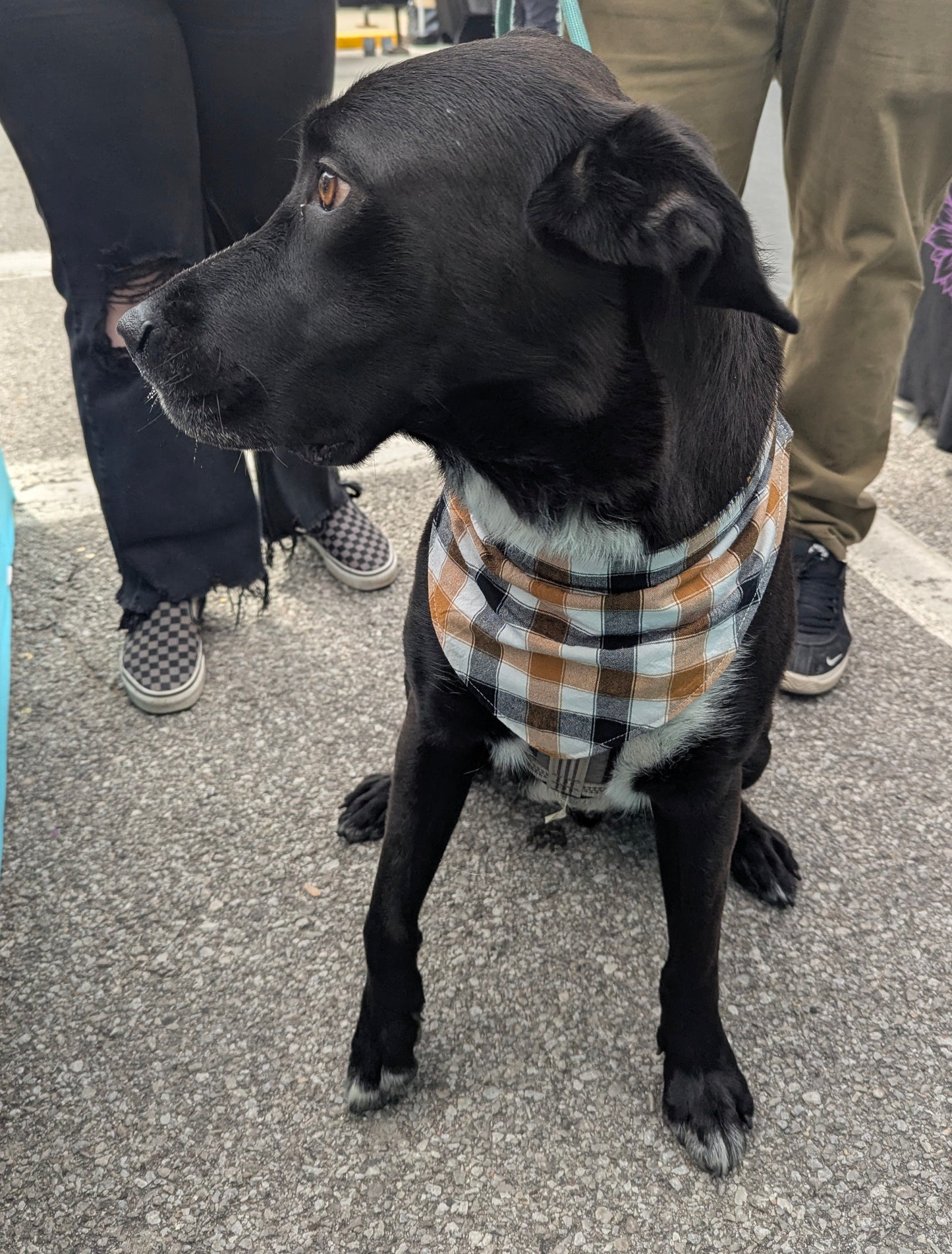 Squirrel Patrol Scrunchie Bandana-reversible