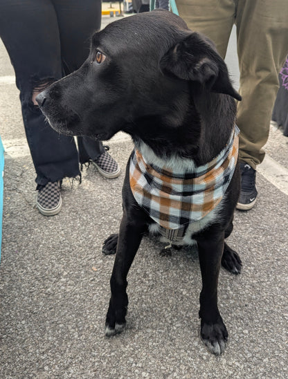 Squirrel Patrol Scrunchie Bandana-reversible